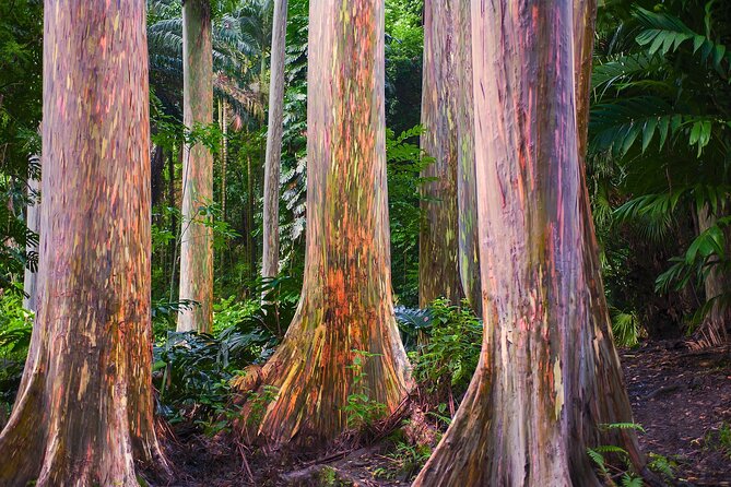 Road to Hana Full Day Tour with A Guide - Wai’anapanapa’s Black Sand and the Sea Arches: The Day’s Big Signature Moment