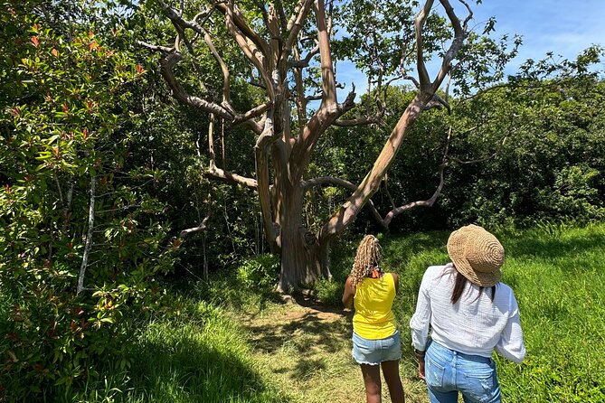 Road to Hana Maui Tours - Hotel pickup and a 9:00 AM start that actually works