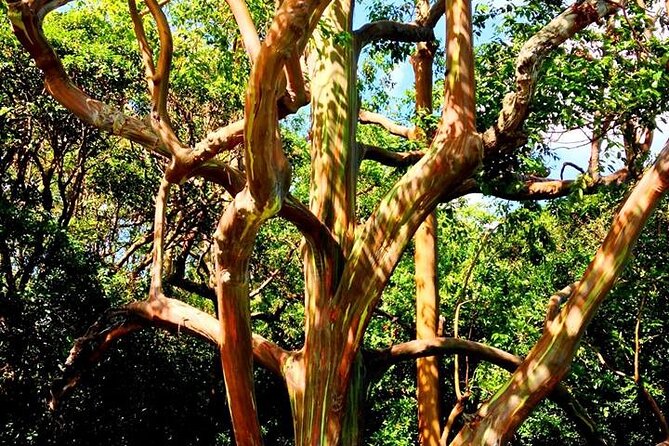 Road to Hana Private Jungle Tour with Lahaina Side pick up - Garden of Eden, arboretum time, and why one hour can be enough