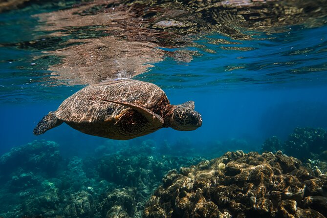 Scenic Coastal Adventure In 4x4 With Turtle Town Snorkel + Photos - Price and value: is $249 worth it?