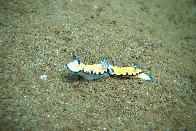 Scuba Diving in Maui with No Experience Needed - 2 Hours on Maui Time: From Lahaina Check-In to Shore Reef Time