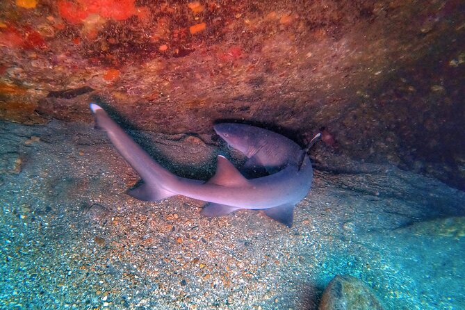 Scuba Diving in Maui with No Experience Needed - Who Should Book This, and Who Might Want a Different Plan