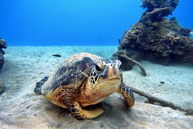 Scuba Diving in Maui with No Experience Needed - Should You Book This Maui Scuba Session?