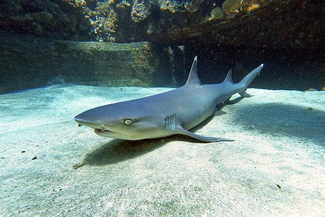 Scuba Diving in Maui with No Experience Needed - Gear and Instruction: The Calm-First Approach That Keeps It Beginner-Friendly