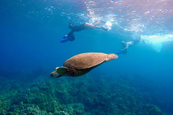 Sea Scooter Snorkeling Tour with GoPro - Wailea Beach - Meeting Point at 3894 Wailea Alanui Dr: What Happens Before You Hit the Water