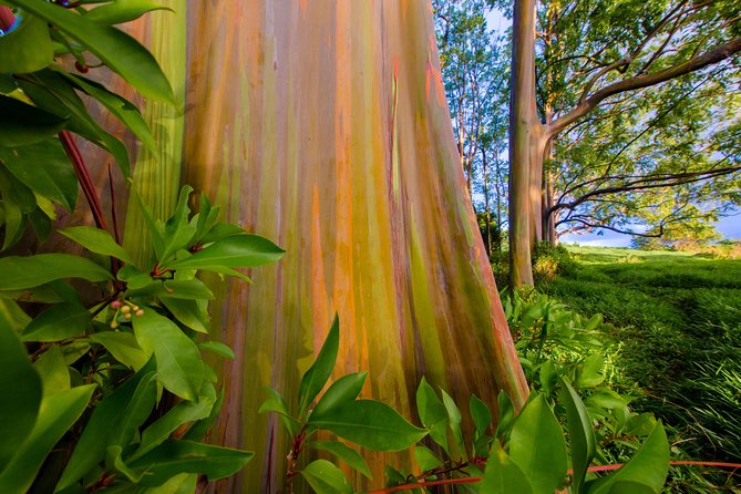 Shaka Guide Maui "Classic" Road to Hana Audio Driving Tour - Price and Value vs. Bus Tours: The Real Reason This Costs Only $19.99