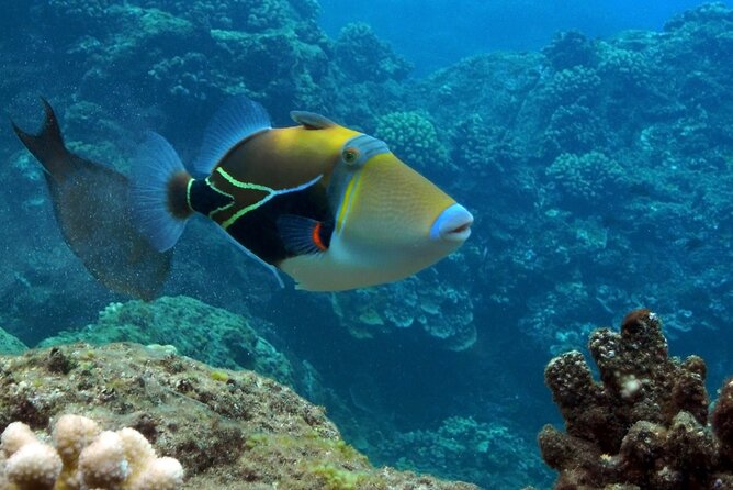 Small Group Coral Gardens Snorkel & Waterslide Adventure - Meeting at Maalaea and Getting Ready for a Real Reef Swim