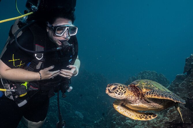 Small-Group Shark and Turtle Dive for Certified Divers - Quick highlights at Mala Wharf