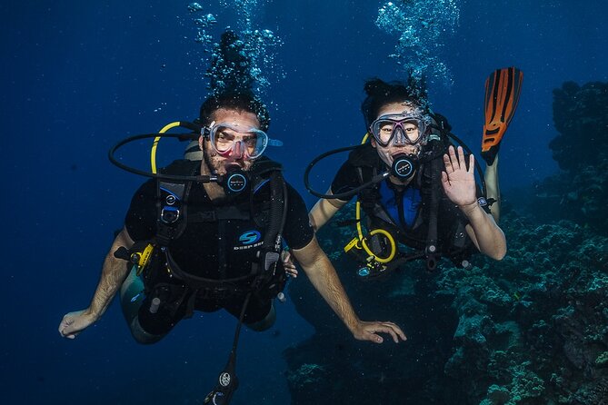 Small-Group Shark and Turtle Dive for Certified Divers - Small-Group Setup: Why You Feel Guided, Not Herded