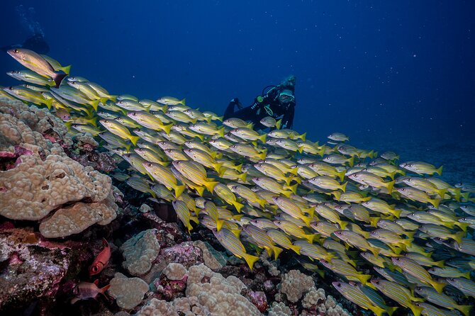 Small-Group Shark and Turtle Dive for Certified Divers - Entry and Exit: The Shore-Entry Reality at Lahaina
