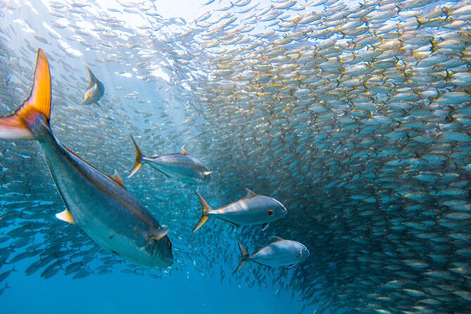 Snorkel Sail Adventure off Ka'anapali Beach, Maui - Your 4-Hour Flow: Cruise Out, Snorkel, Lunch, Then Sail Back