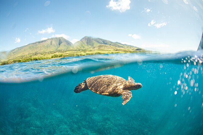 Snorkel Sail Adventure off Ka'anapali Beach, Maui - The Snorkel Part: Gear, Prescription Masks, and Wildlife Chances