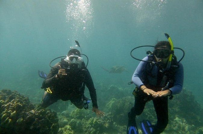 South Maui Discover Scuba Dive - Max 35 ft and a close reef feel: what you’ll see near Maui’s shoreline