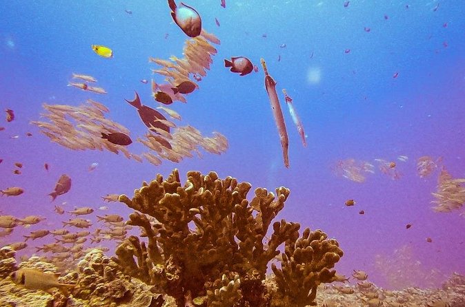 South Maui Discover Scuba Dive - Price and value: does $185 make sense for South Maui?