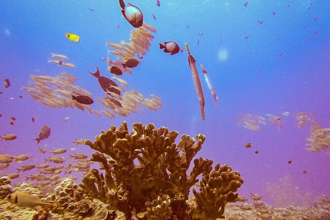 South Maui Discover Scuba Dive - Who this fits best (and who should think twice)