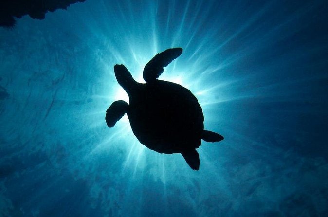 South Maui Discover Scuba Dive - Practical prep tips that reduce stress on the day