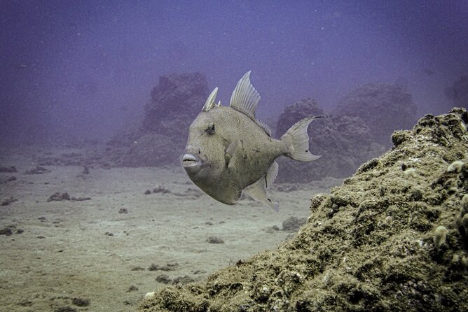 South Maui Discover Scuba Dive - Safety briefing and shallow-water skills: the part that calms your nerves