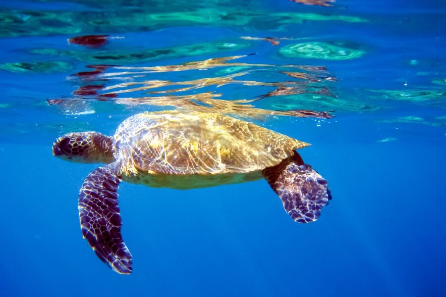 South Maui: Molokini Wild Eco Adventure from Maalaea Harbor - Stop One: Molokini Crater When Conditions Allow