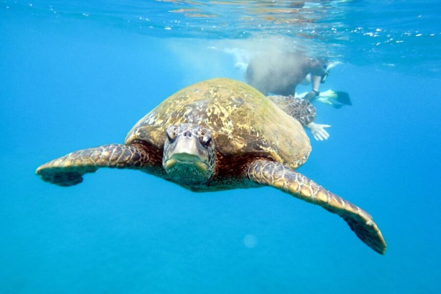 South Maui: Molokini Wild Eco Adventure from Maalaea Harbor - Stop Two (and Maybe More): A Second Maui Reef Site