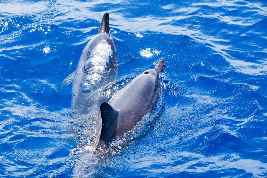 South Maui: Molokini Wild Eco Adventure from Maalaea Harbor - Ocean Explorer Comfort: Room to Move and Better Sightlines