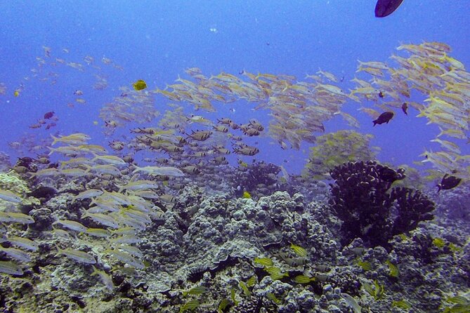 South Maui Shore Dive - South Maui shore scuba: why this spot is so visitor-friendly