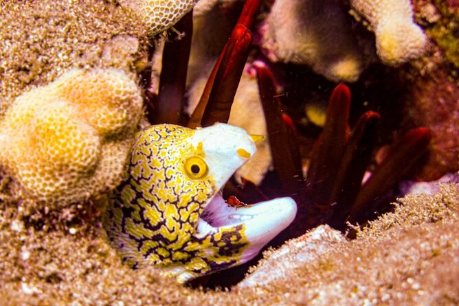 South Maui Shore Dive - The 7:00 am meeting and how the 3 hours usually play out