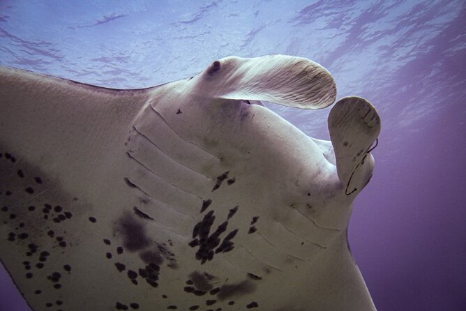 South Maui Shore Dive - What you’ll see off Wailea/Makena: turtles, rays, reef sharks, and reef life