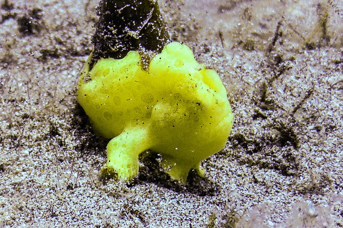 South Maui Shore Dive - Gear, snacks, drinks, and photos: the included stuff that actually matters