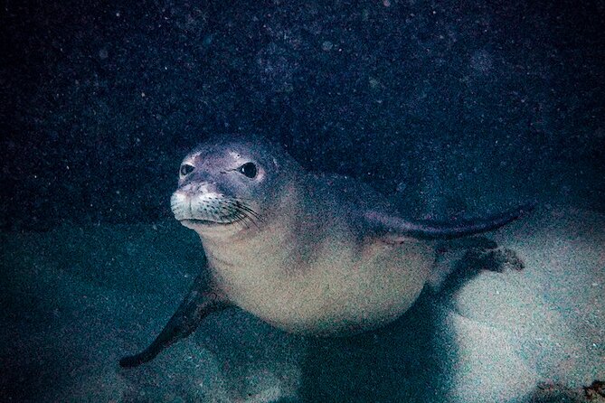 South Maui Shore Dive - Optional second site: when it’s worth the extra fee