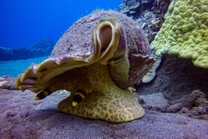 South Maui Shore Dive - Price and value: is $155 fair for what you get?