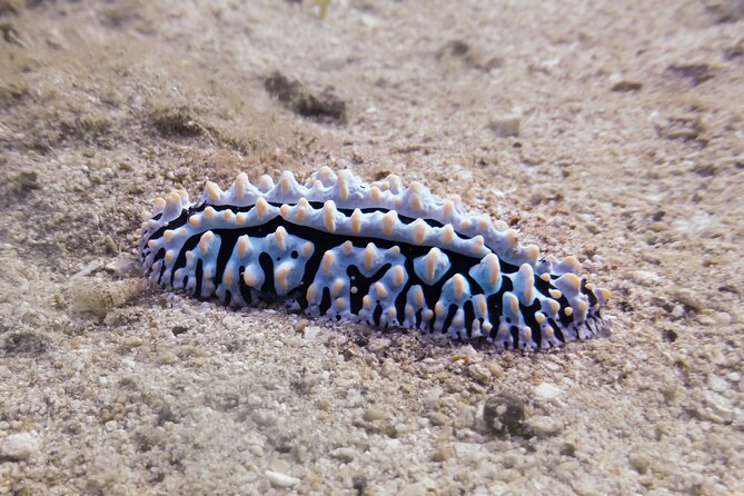 South Maui Shore Dive - Who this suits best (and who should think twice)