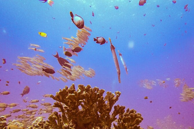 South Maui Shore Dive - NeverDry Divers and the small-group plan (up to 4)