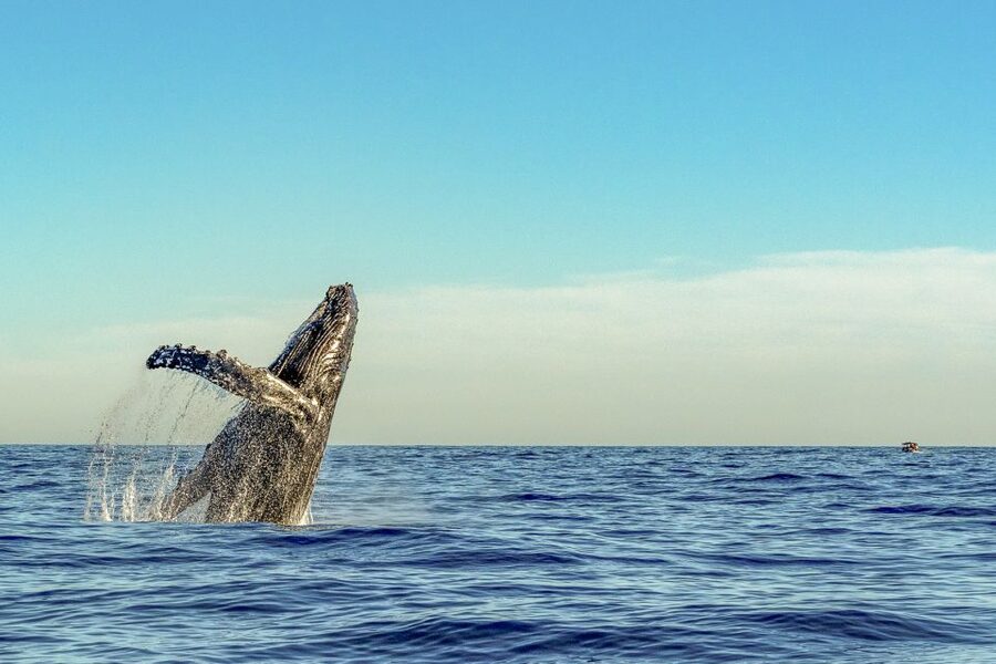 South Maui: Whale Watch Kayaking and Snorkel Tour in Kihei - Quick Tips Before You Go (So the Day Flows)