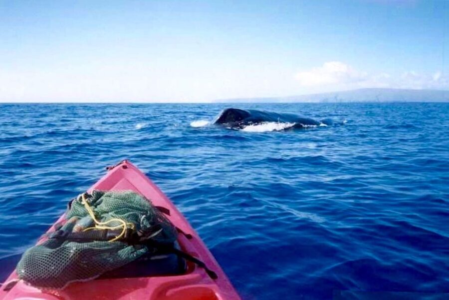South Maui: Whale Watch Kayaking and Snorkel Tour in Kihei - Meet at Makena Landing Park and Get Your Kayak Rhythm