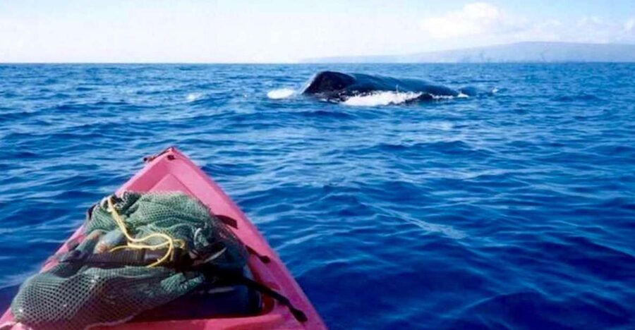 South Maui: Whale Watch Kayaking and Snorkel Tour in Kihei - Paddle Out for Whale Watch: Eye-Level Time in Maui’s Blue Water