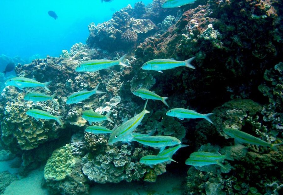 South Maui: Whale Watch Kayaking and Snorkel Tour in Kihei - When the Whales Show Up, Paddle Smart and Stay Respectful