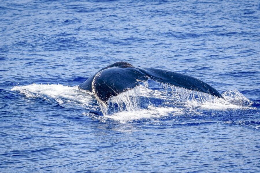 South Maui: Whale Watch Kayaking and Snorkel Tour in Kihei - Snorkeling the Reef: Sea Turtles and a Whole Underwater World