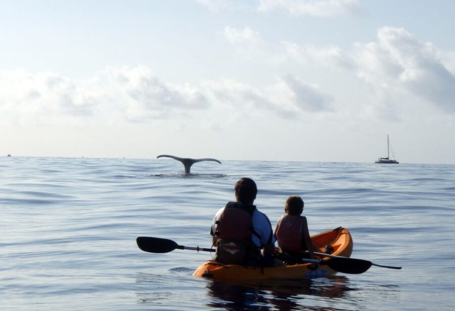 South Maui: Whale Watch Kayaking and Snorkel Tour in Kihei - Value Check: Is $118 Worth It for 3 Hours in Maui?