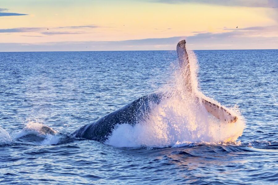 South Maui: Whale Watch Kayaking and Snorkel Tour in Kihei - Hands-On Instruction Before You Paddle Out