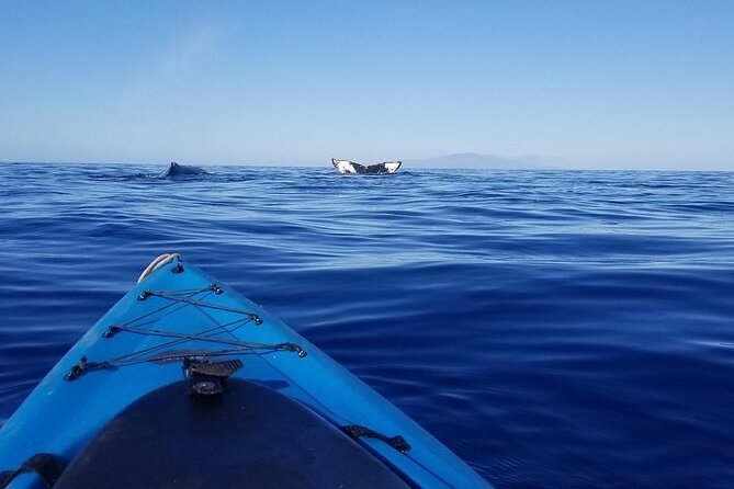 South Shore Turtle Kayak and Snorkel Experience - Makena Bay Turtle Time in 2.5 Hours: What the Experience Feels Like