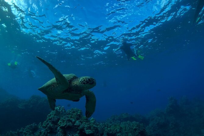 South Shore Turtle Kayak and Snorkel Experience - Beachside Instruction: Beginner-Friendly Without Being Babyish