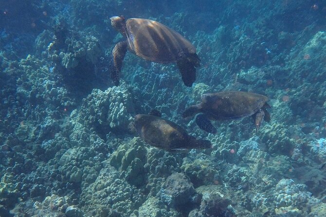 South Shore Turtle Kayak and Snorkel Experience - How Much You’re Paying (and Why It Can Be Worth It)