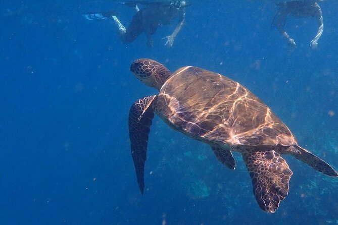 South Shore Turtle Kayak and Snorkel Experience - Timing, Weather, and the Reality of Ocean Conditions