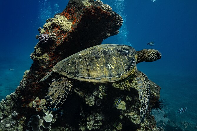Sunset Glow Snorkel At Turtle Town With Photo & Video - Photo and Video: Getting Keepsakes Without Losing the Moment