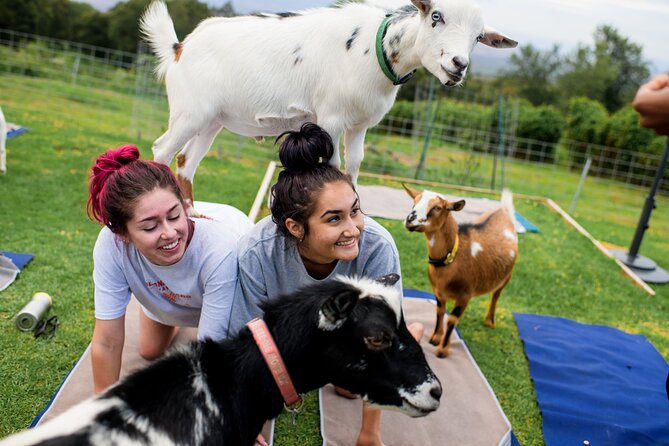 Sunset Maui Goat Yoga with Live Music - Key things to know before you go