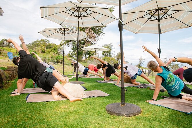 Sunset Maui Goat Yoga with Live Music - The goats and the yoga instructor: what to expect in real time