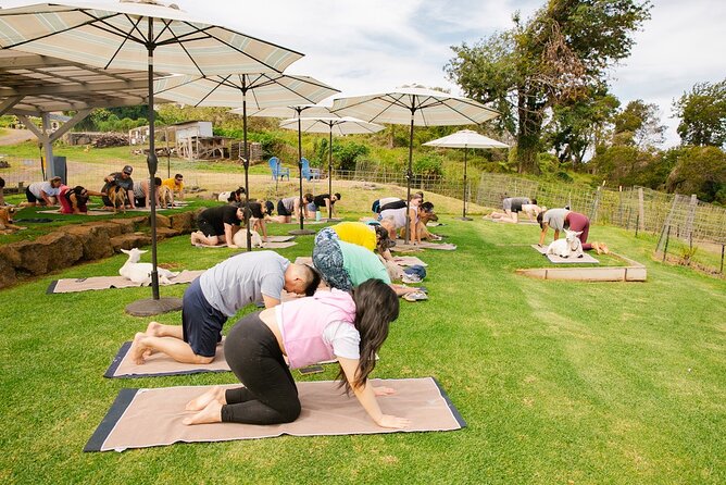 Sunset Maui Goat Yoga with Live Music - Live Hawaiian music: the calm layer you’ll notice most