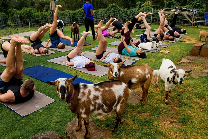 Sunset Maui Goat Yoga with Live Music - What’s included vs. what you’ll need to plan for