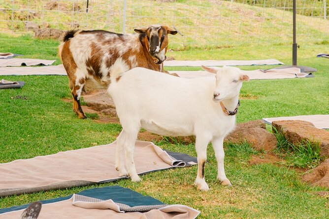 Sunset Maui Goat Yoga with Live Music - Price and value: is $69 fair for 90 minutes?
