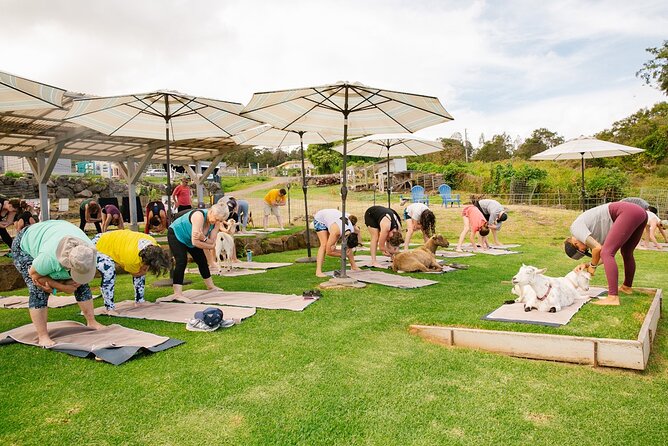 Sunset Maui Goat Yoga with Live Music - Comfort tips that actually matter (hooves, clothing, and skin)